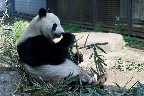 Giant Pandas No Longer Endangered Thanks To Nature Reserves