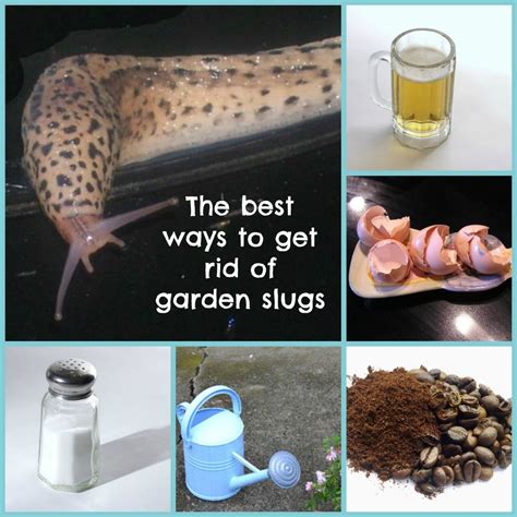 See full list on nexles.com How to Get Rid of Slugs in the Garden by Kathy Hull ...