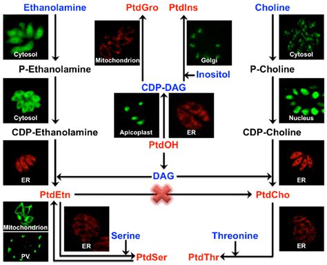 Pathways Of Phospholipid Syntheses In The Tachyzoite Stages Of T