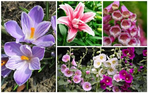 Many of the varieties we offer at park seed are prize winners. 15 Perennials that Grow in Zone 5 - Garden Lovers Club ...