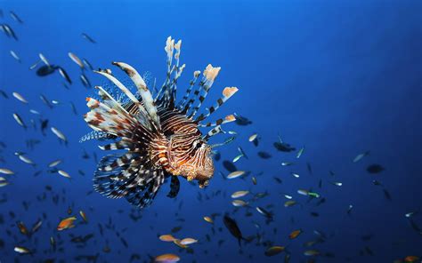 Underwater World Fish Lionfish Animals Free Images Hd Desktop Wallpaper