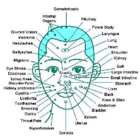 facial massage reflexology massage reflexology reflexology chart