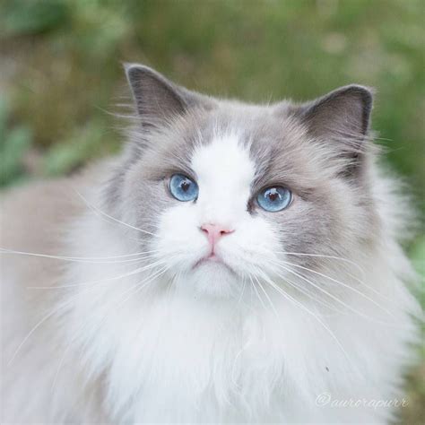 Russian blues who carried the gene for long hair were imported from eastern europe in the late 1980s and contributed to the development of the breed. Russian Blue Cats Long Hair | Ragdoll cats for sale ...