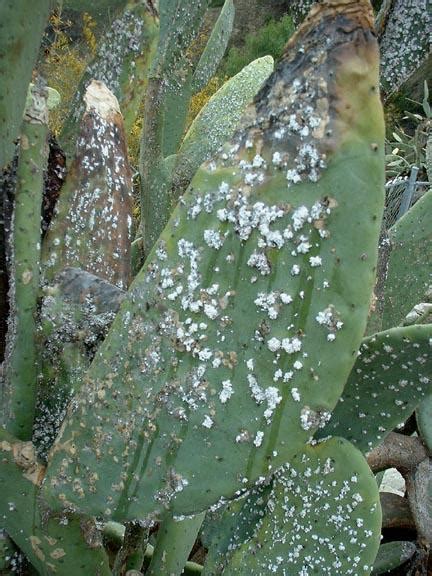 Repot only every two to three years. Insect pests of cacti and succulents grown as house plants ...