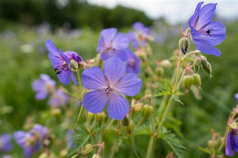 Purple Blooming Wildflowers On Meadow Stock Image Image Of Botany
