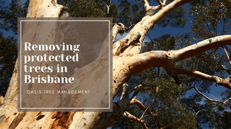Protected Trees In Brisbane Tree Management Brisbane Southside