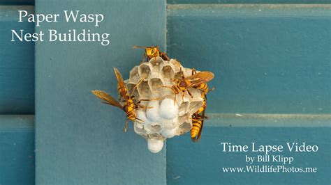 Time Lapse Of Paper Wasps Building A Nest By Bill Klipp