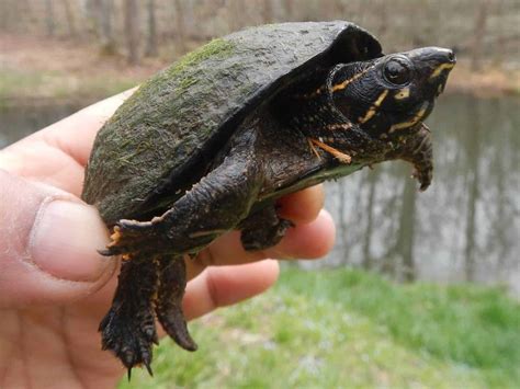 8 Common Types Of Pond Turtles (With Pictures) | Aqua Movement