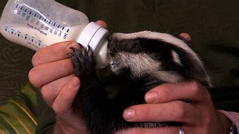 Bbc Two Springwatch 2009 Episode 2 Orphan Badgers