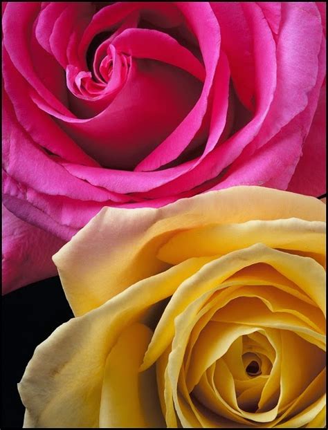 Combines with everything, especially blue, red and black. Eye For Design: Decorating With The Pink/Yellow Color ...