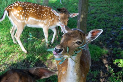 What Do Deer Like To Eat Sweeney Feeders