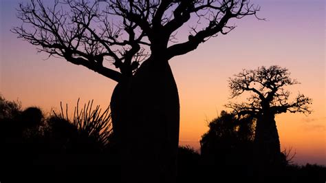 Wallpaper Baobabs Trees Silhouettes Dark Hd Picture Image