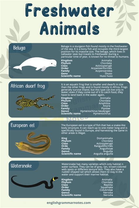 Freshwater Animals List Of Freshwater Animals With Description