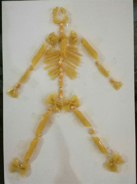 Human Skeleton Made With Pasta Skeleton For Kids Human Skeleton