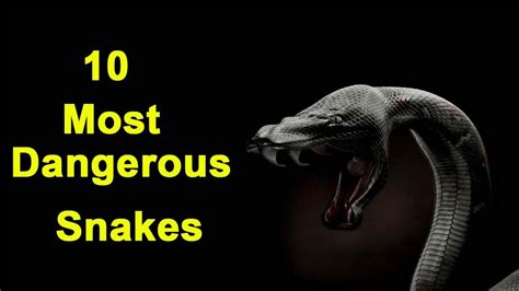 Top 10 Most Dangerous Snakes In The World Youtube