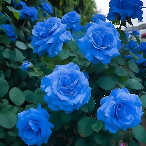 Blue Enchantress Roses Rare