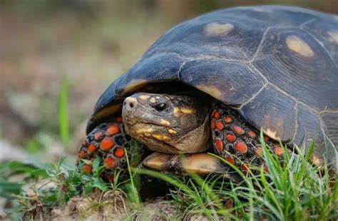 10 Best Pet Tortoise Breeds For Beginners Everything Reptiles