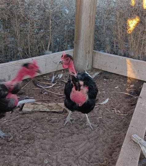Black Naked Neck Turken Chicken Fertile Hatching Eggs Ebay