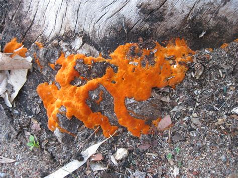 Fungus Startlingly Orange Fungus On A Tree Stump Purple Wyrm Flickr