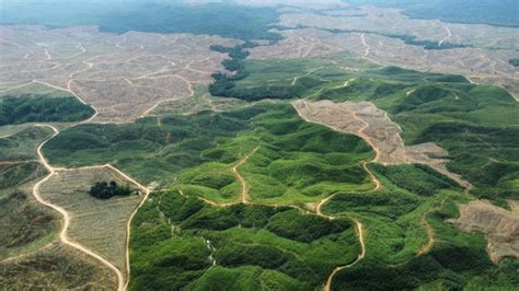 36832 Hektare Kawasan Hutan Di Kalimantan Timur Dilepaskan Untuk Ikn