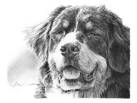 Bernese Mountain Dog Drawing By Mike Theuer Redbubble