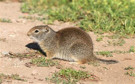 Ground Squirrel Wyoming Spermophilus Elegans 7 18 2020 Flickr