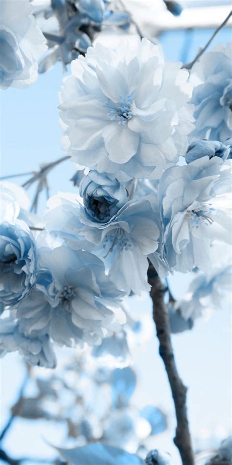 2250 x 3000 jpeg 537kb. white blue-ish flowers | Blue aesthetic pastel, Blue ...