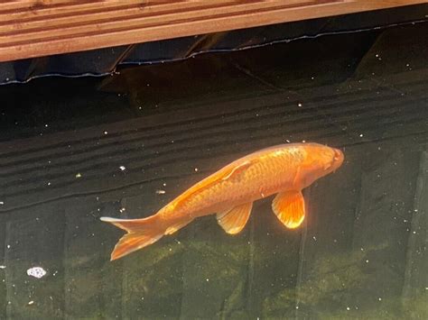 Koi Fish For Sale Overstocked Needs New Home In Glenfield