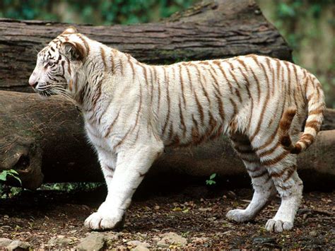 Wah nice photo gan.ts nya foto sndri nih ?hahaha pling lucu yg rubah vs elang gan. Gambar: Harimau