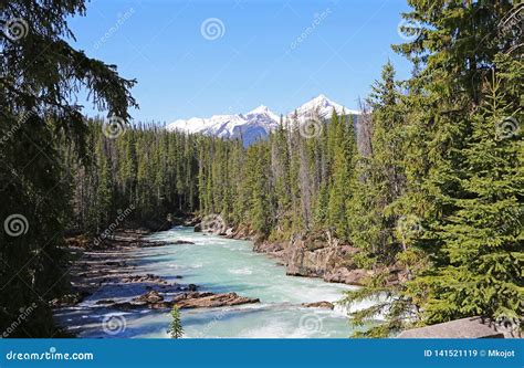 The Forest And Kicking Horse River Stock Image Image Of Mountain