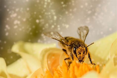 ¿por qué son tan importantes las abejas en el ecosistema