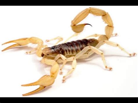 We would like you to consider our company for. Pest Control Gilbert AZ Review Testimonial CallProbest com ...