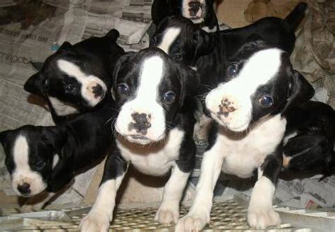This is absolutely vital to the health of the pup. 8 Beautiful Black and White Boxer Puppies for sale! for ...