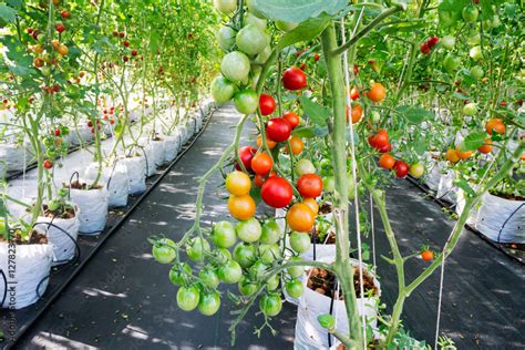 Ripe And Young Organic Hydroponic Tomatoes In Tomato Plants Growing In