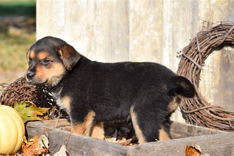 German Shepherd Rottweiler Mix Puppy For Sale Millersburg Ohio Female
