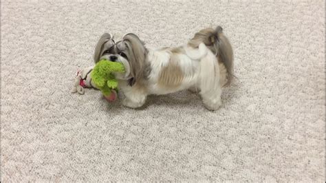 Cute Shih Tzu Dog Lacey Playing With Toys Youtube
