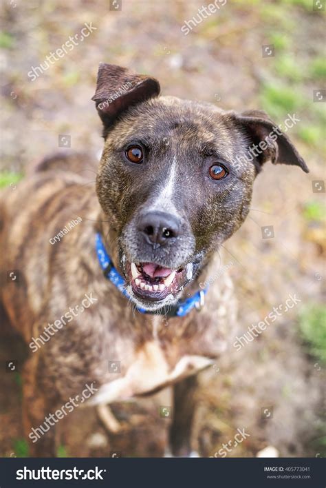 Brindle Pit Bull Greyhound Mix Stock Photo Edit Now 405773041