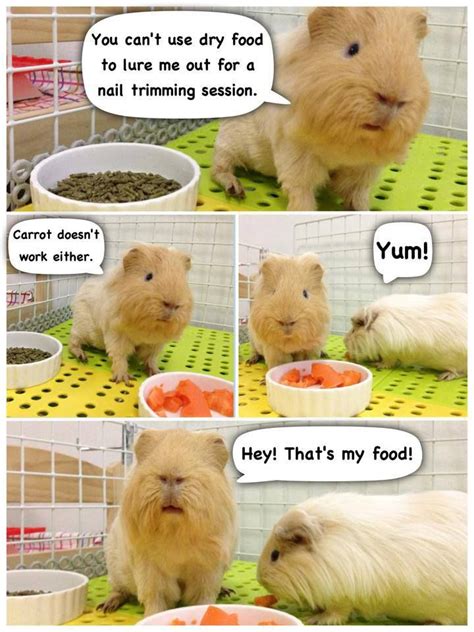 Giving your guinea pig a traditional boy's name is sure to get a laugh. Pin on Guinea pig creations