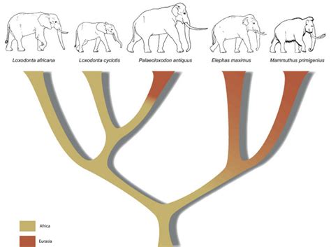 African, Asian & forest elephants – what's the difference? - Africa