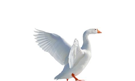 Png Images Goose Flying Collage Download People Animals Quick Free