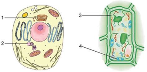The cell wall provides support, helps maintain cell chloroplasts are just one type of plastid organelle common to plant cells. Diagrams of two different cells are given below. Which one ...