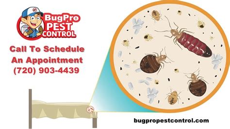 Bed Bug Treatment And Control Services Denver Youtube