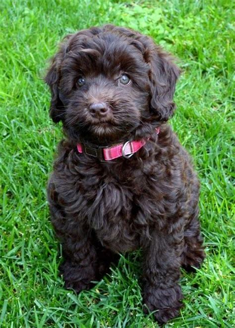 Miniature labradoodle information and pictures. Chocolate labradoodle puppy | Labradoodle puppy, Chocolate ...