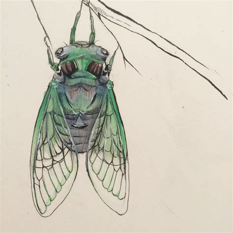 Cicada Drawing Juliakodlart Com Insect Art Cicada Art Cicada