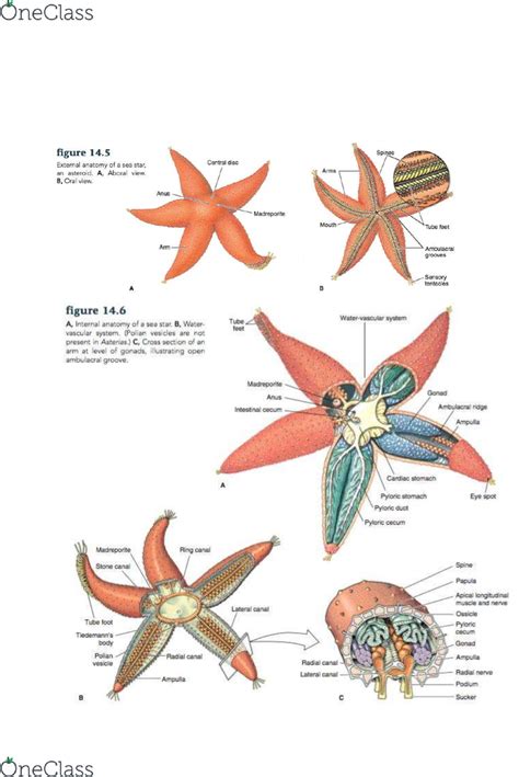 Starfish Anatomy Water Vascular System