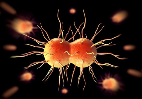 Oral Sex Spreading Unstoppable Bacteria News Medex