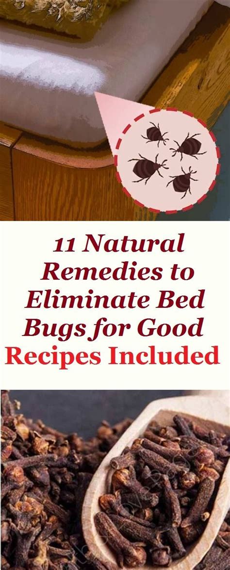 11 natural remedies to eliminate bed bugs for good recipes included bed bugs natural