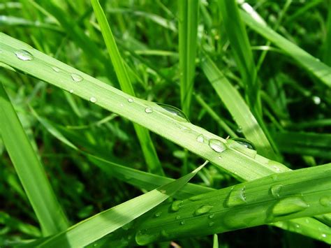 Online Crop Green Leafed Plant Grass Water Drops Macro Plants Hd