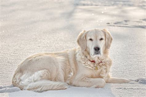 Golden Retriever In Snow Stock Photo Image Of Doggy 65583346