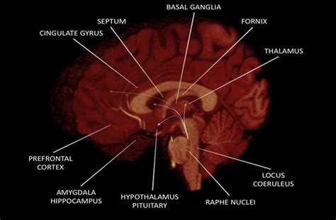 Main Brain Regions Involved In Human Sexual Behavior Download Scientific Diagram
